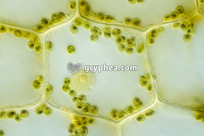 Cellule d'Elodée exposée à la lumière - mise en évidence de la synthèse d'amidon - test à l'eau iodée x200 - gryphea.com